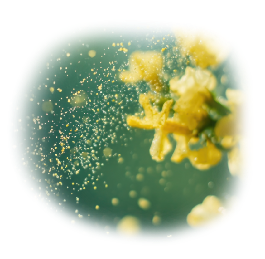 ALLERG-e plus Accessmedlab